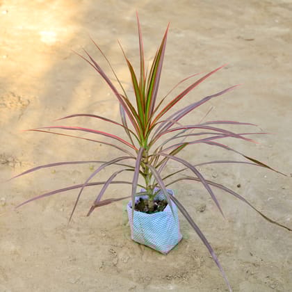 Buy Dracaena Colorama in 4 Inch Nursery bag Online | Urvann.com