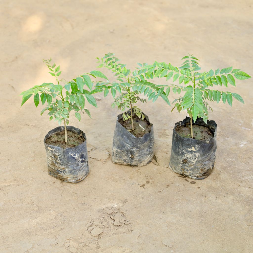 Set of 3 - Curry Patta in 4 Inch Nursery bag