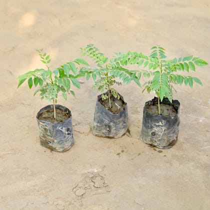Buy Set of 3 - Curry Patta in 4 Inch Nursery bag Online | Urvann.com
