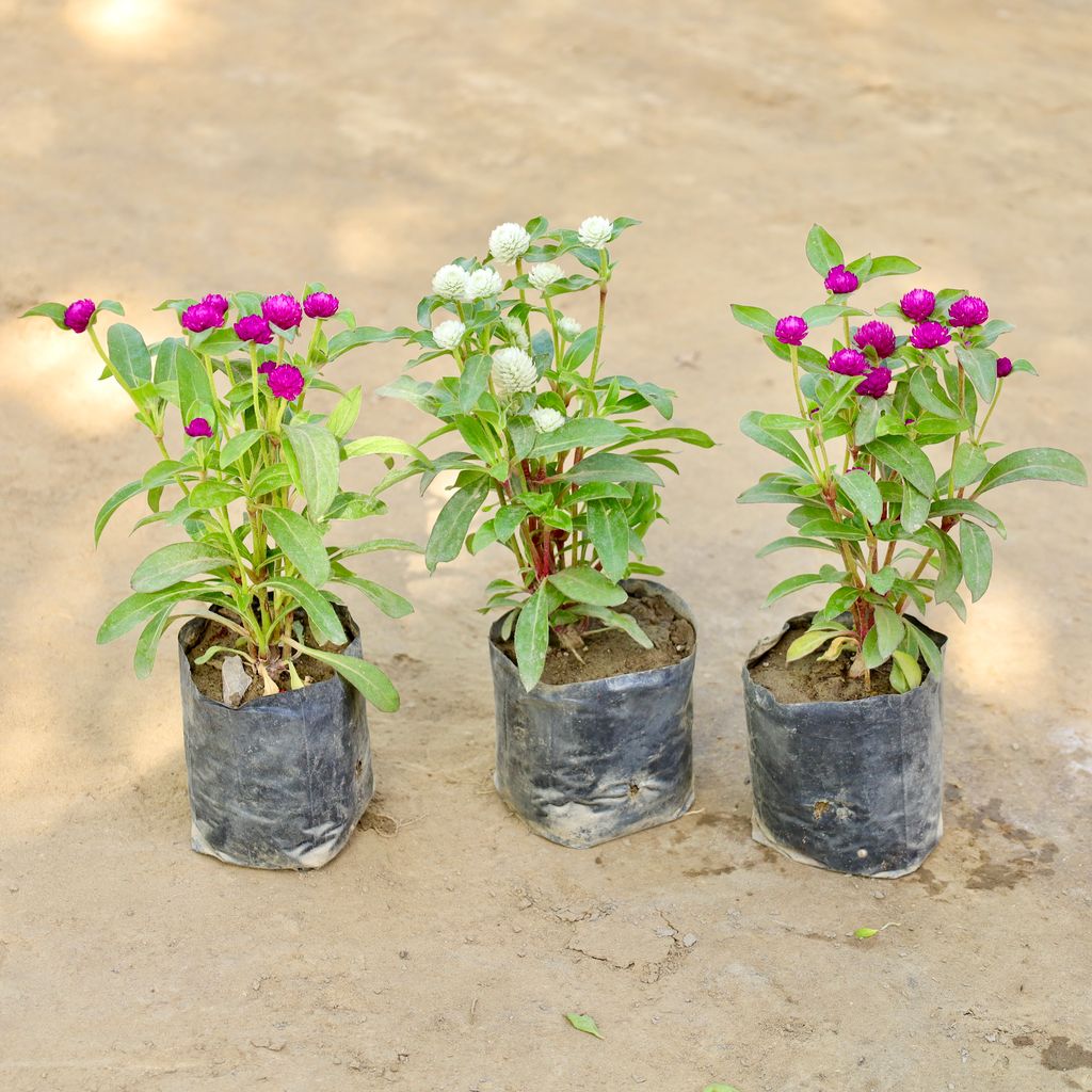 Buy Set of 3 - Gomphrena (Any Colour) in 4 Inch Nursery bag Online | Urvann.com Set of 3 - Gomphrena (Any Colour) in 4 Inch Nursery bag