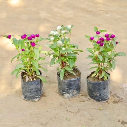 Buy Set of 3 - Gomphrena (Any Colour) in 4 Inch Nursery bag Online | Urvann.com