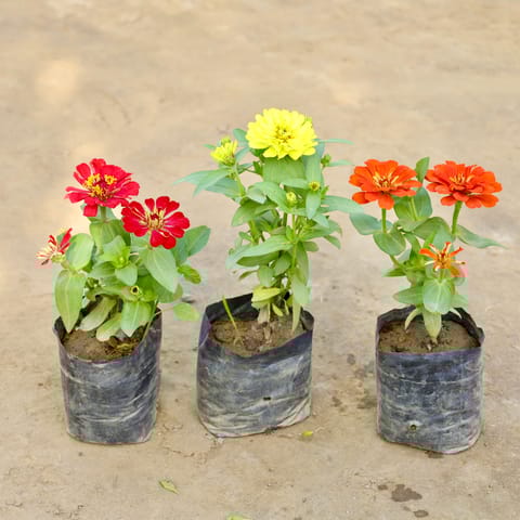 Set of 3 - Zinnia (Any Colour) in 4 Inch Nursery bag