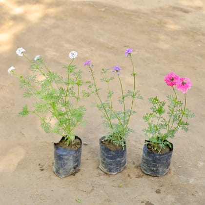 Buy Set of 3 - Verbena (Any Colour) in 4 Inch Nursery bag Online | Urvann.com