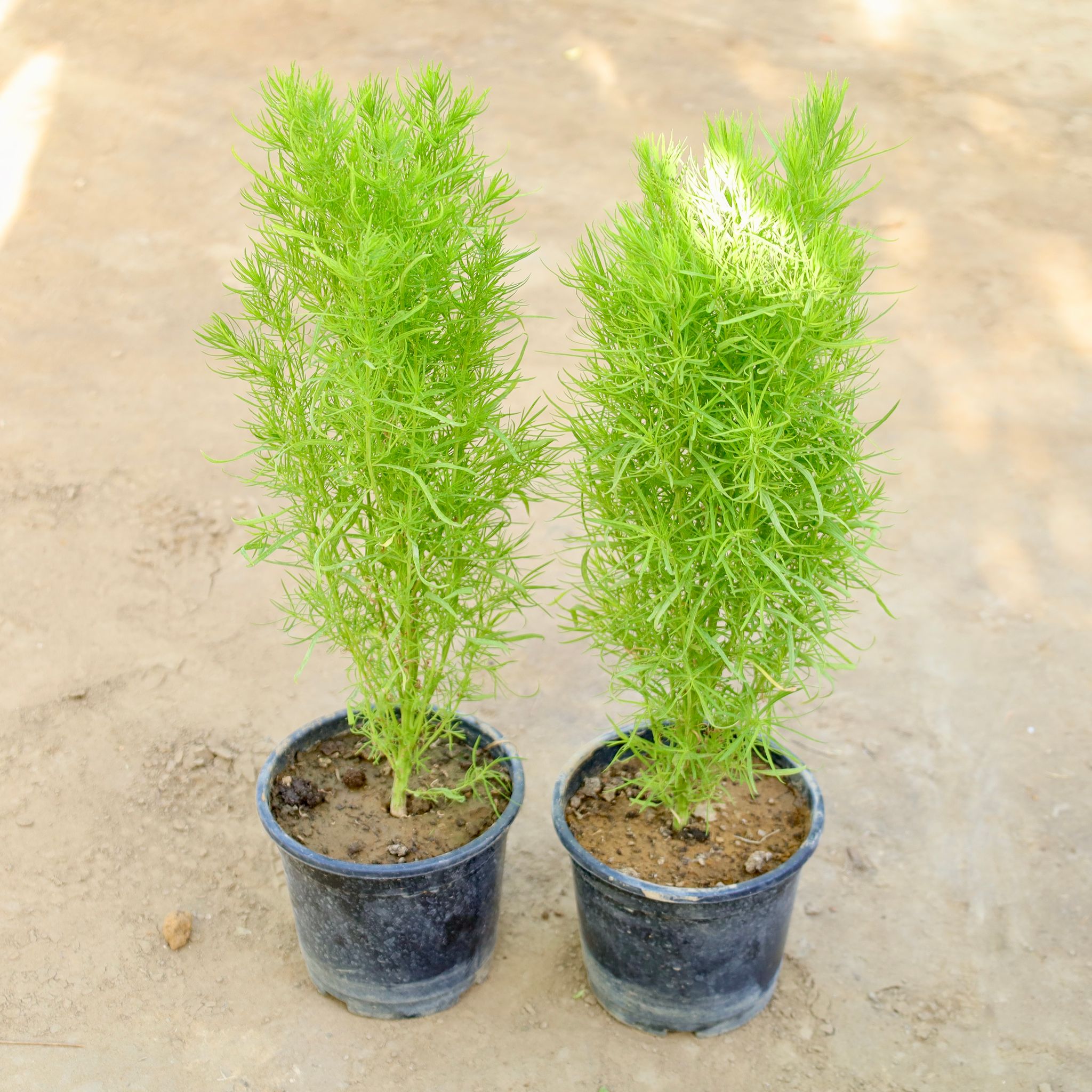 Set of 2 - Kochia in 6 Inch Nursery Pot