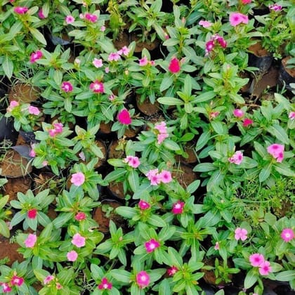 Set of 3 - Periwinkle / Sadabahar / Vinca (Any Colour) in 4 Inch Nursery bag