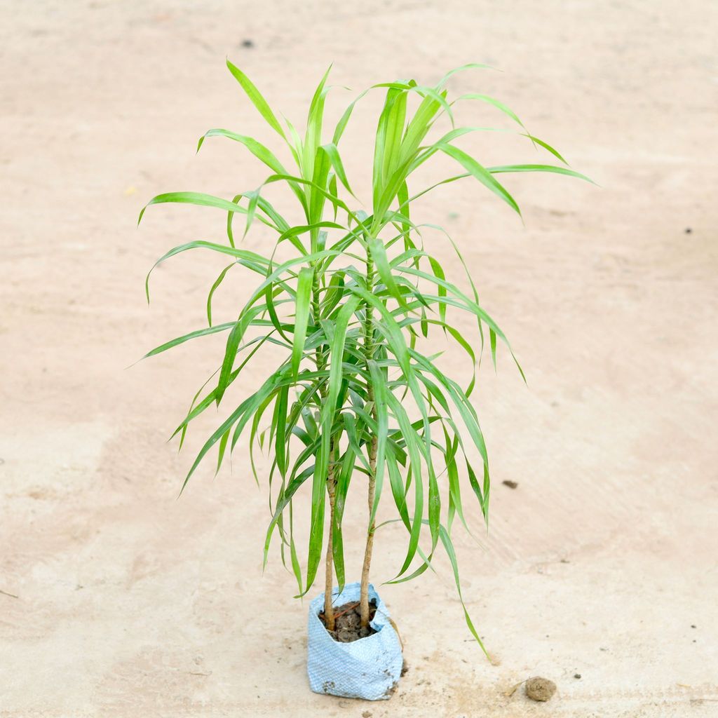 Dracaena Green in 4 Inch Nursery Bag Dracaena Green in 4 Inch Nursery Bag