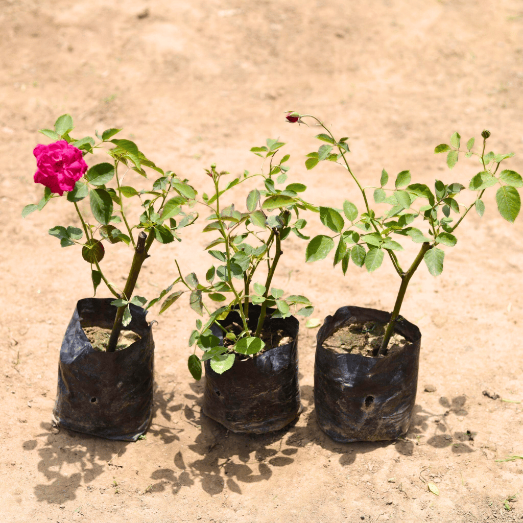Set of 3 - Desi Rose (any colour) in 4 Inch Nursery Bag Set of 3 - Desi Rose (any colour) in 4 Inch Nursery Bag