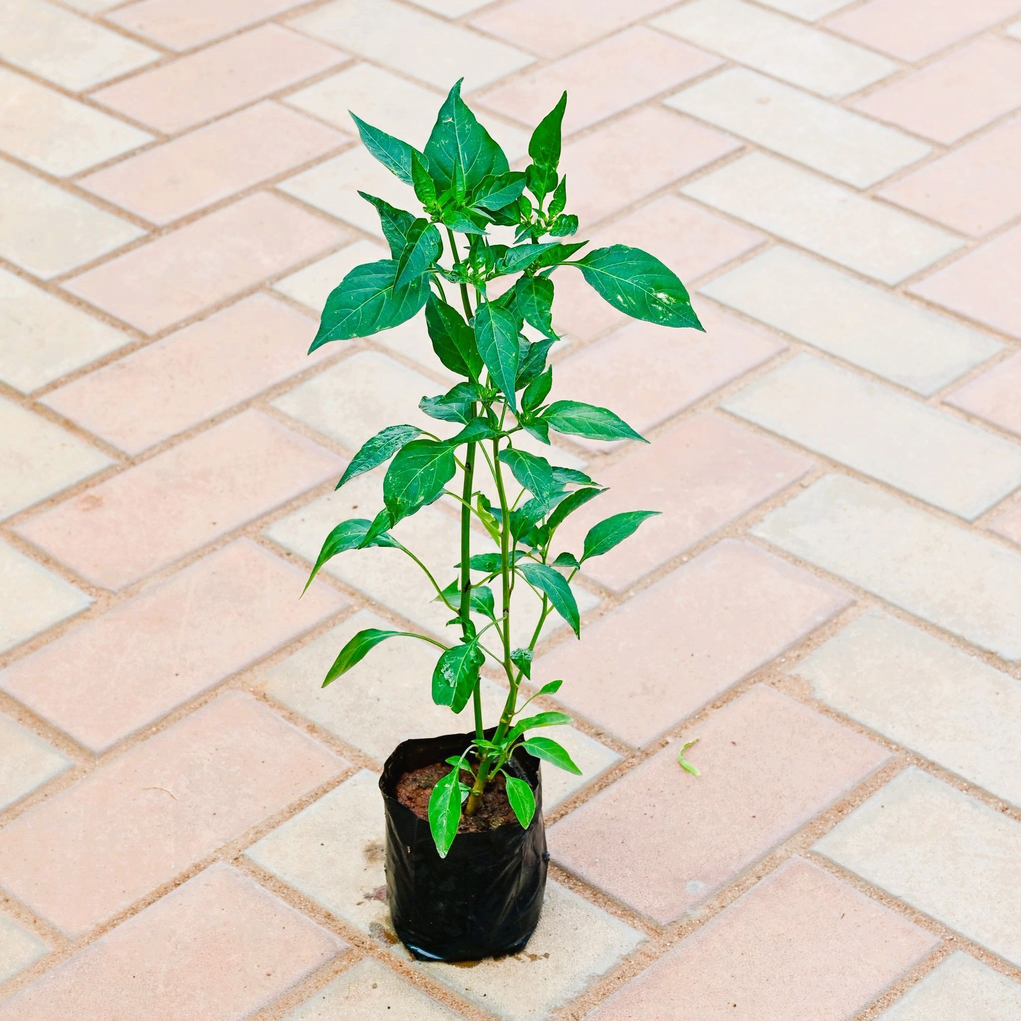 Mirchi Desi / Chilli Plant in 4 Inch Nursery Bag