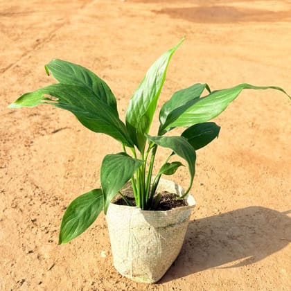 Peace Lily in 4 inch Nursery Bag