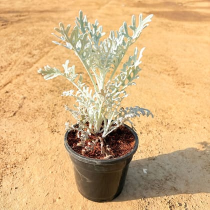 Silver Dust in 4 Inch Black Nursery Pot