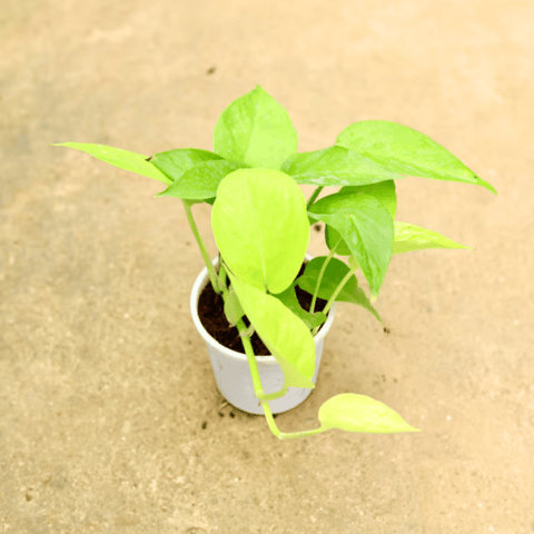 Money Plant Golden in 4 Inch White Nursery Pot