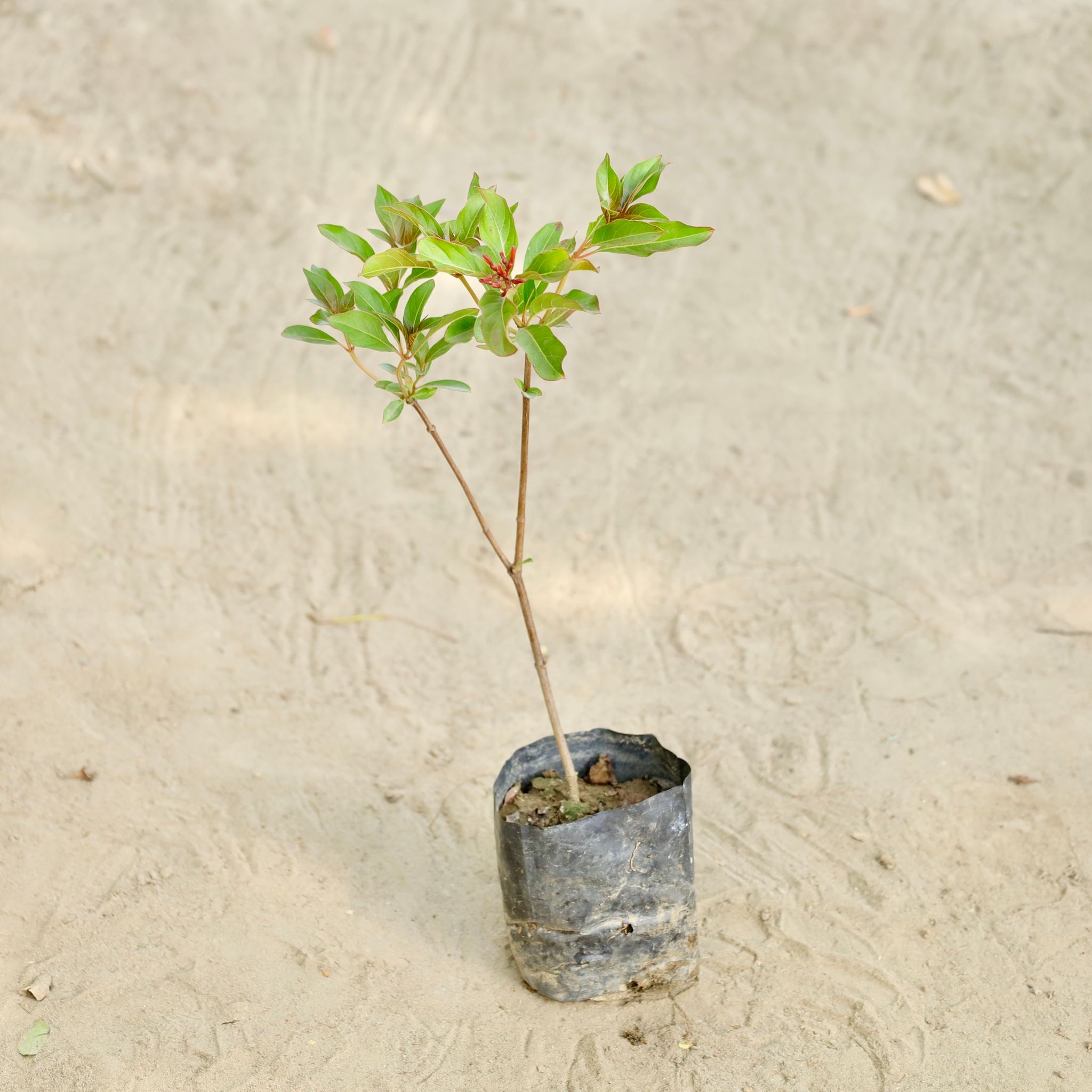 Hamelia / Firebush (Any Colour)  in 4 Inch Nursery bag