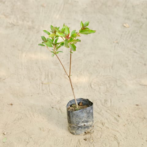 Hamelia / Firebush (Any Colour)  in 4 Inch Nursery bag