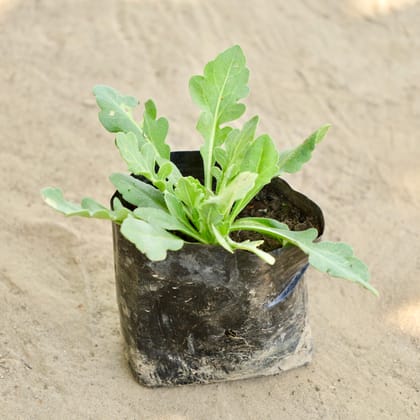 Buy Gladiolus (Any Colour) in 4 Inch Nursery bag Online | Urvann.com