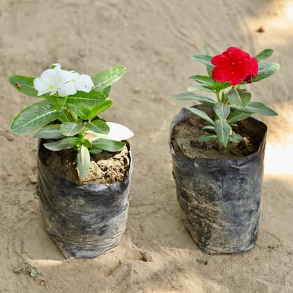 Buy Set of 2 - Periwinkle / Sadabahar / Vinca (Any Colour) in 4 Inch Nursery bag Online | Urvann.com