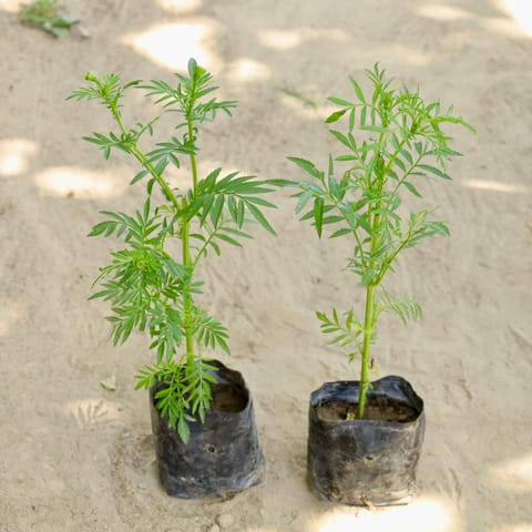 Set of 2 -Marigold / Genda (Any Colour) in 4 Inch Nursery bag