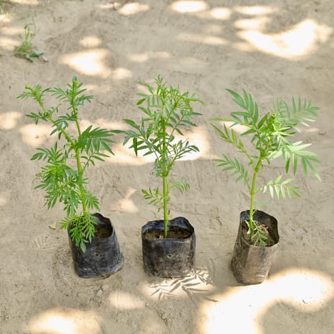 Set of 3 - Marigold / Genda (Any Colour) in 4 Inch Nursery bag