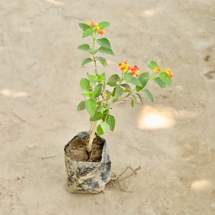 Buy Lantana (Any Colour) in 4 Inch Nursery bag Online | Urvann.com