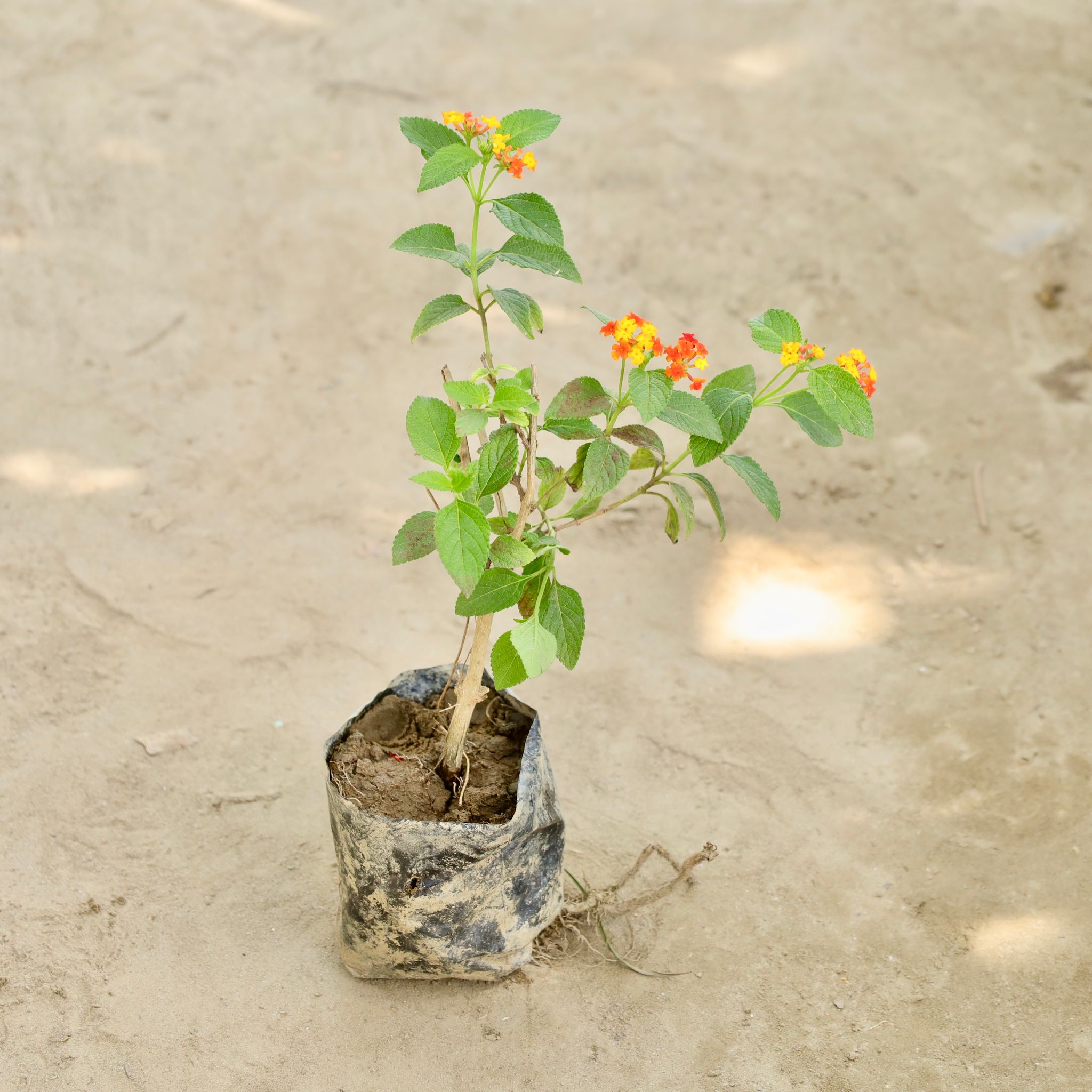 Lantana (Any Colour) in 4 Inch Nursery bag