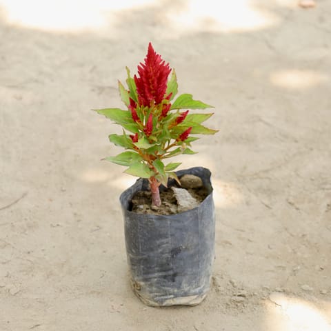 Celosia (Any Colour) in 4 Inch Nursery bag