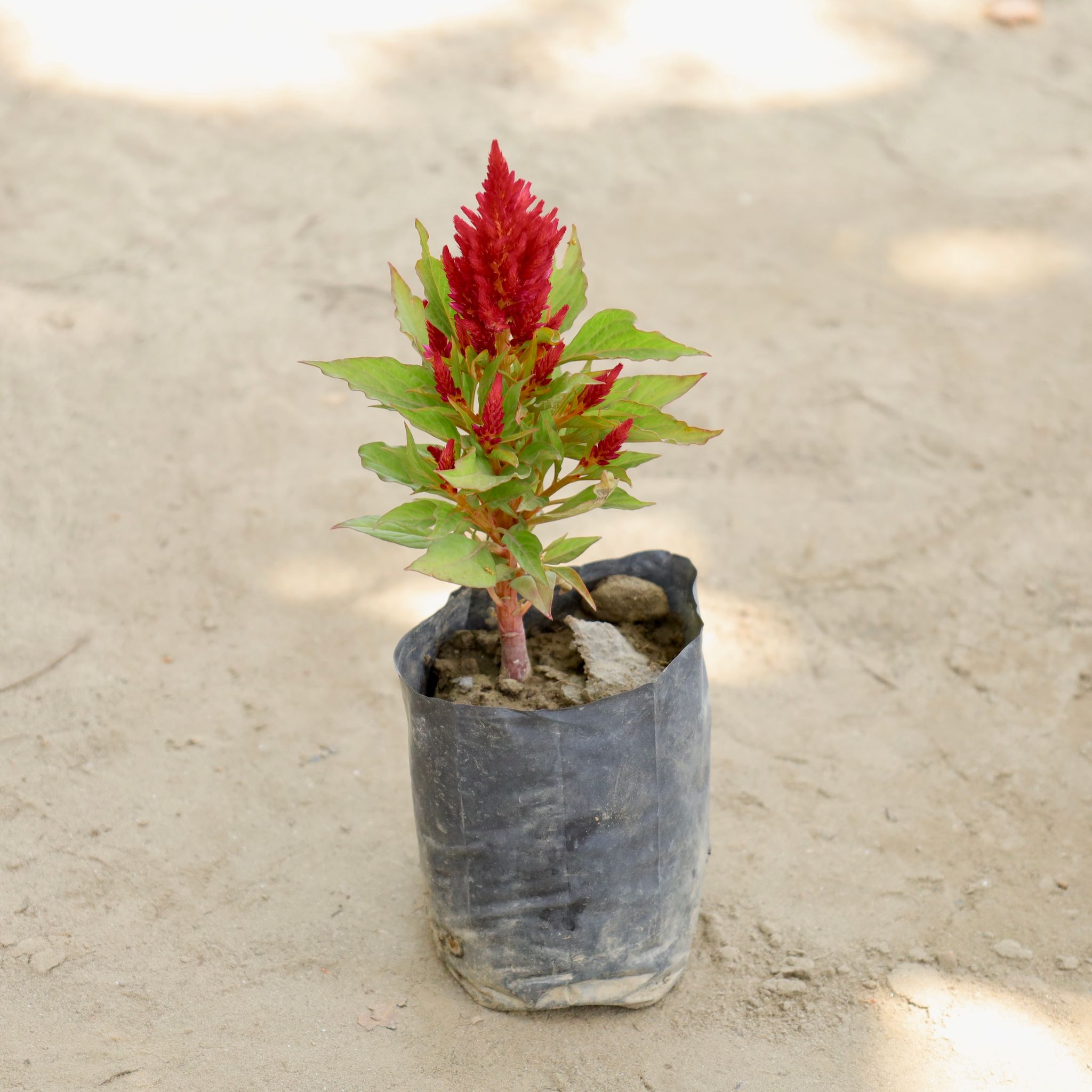 Celosia (Any Colour) in 4 Inch Nursery bag