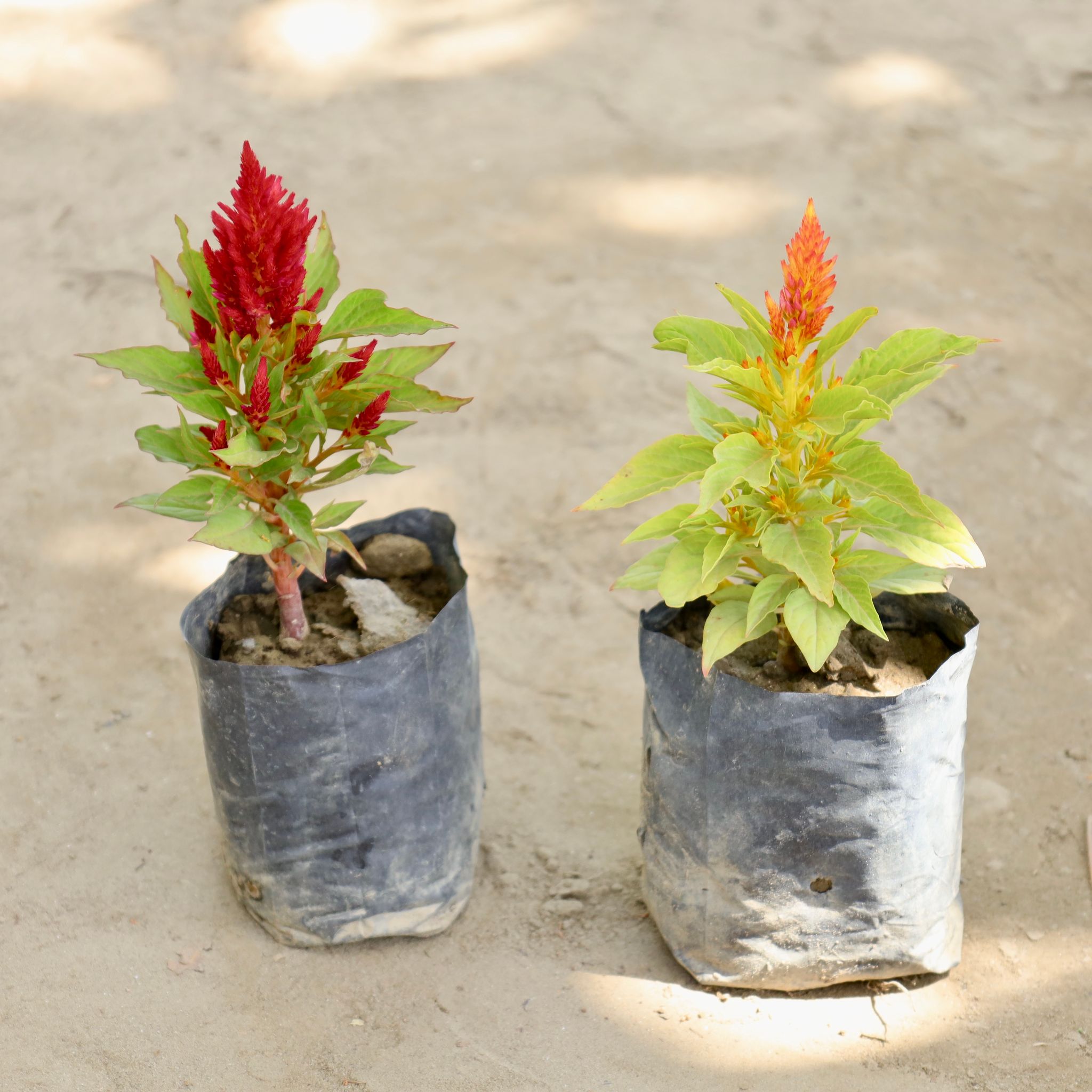 Set of 2 - Celosia (Any Colour) in 4 Inch Nursery bag