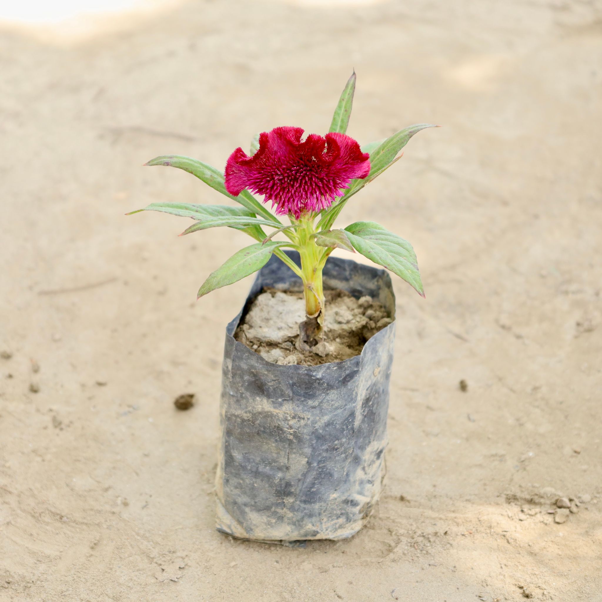Celosia / Cockscomb (Any Colour) in 4 Inch Nursery bag