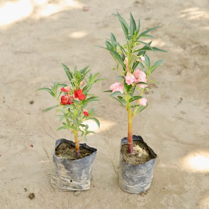 Buy Set of 2 - Impatients Balsimina / Balsam (Any Colour) in 4 Inch Nursery bag Online | Urvann.com