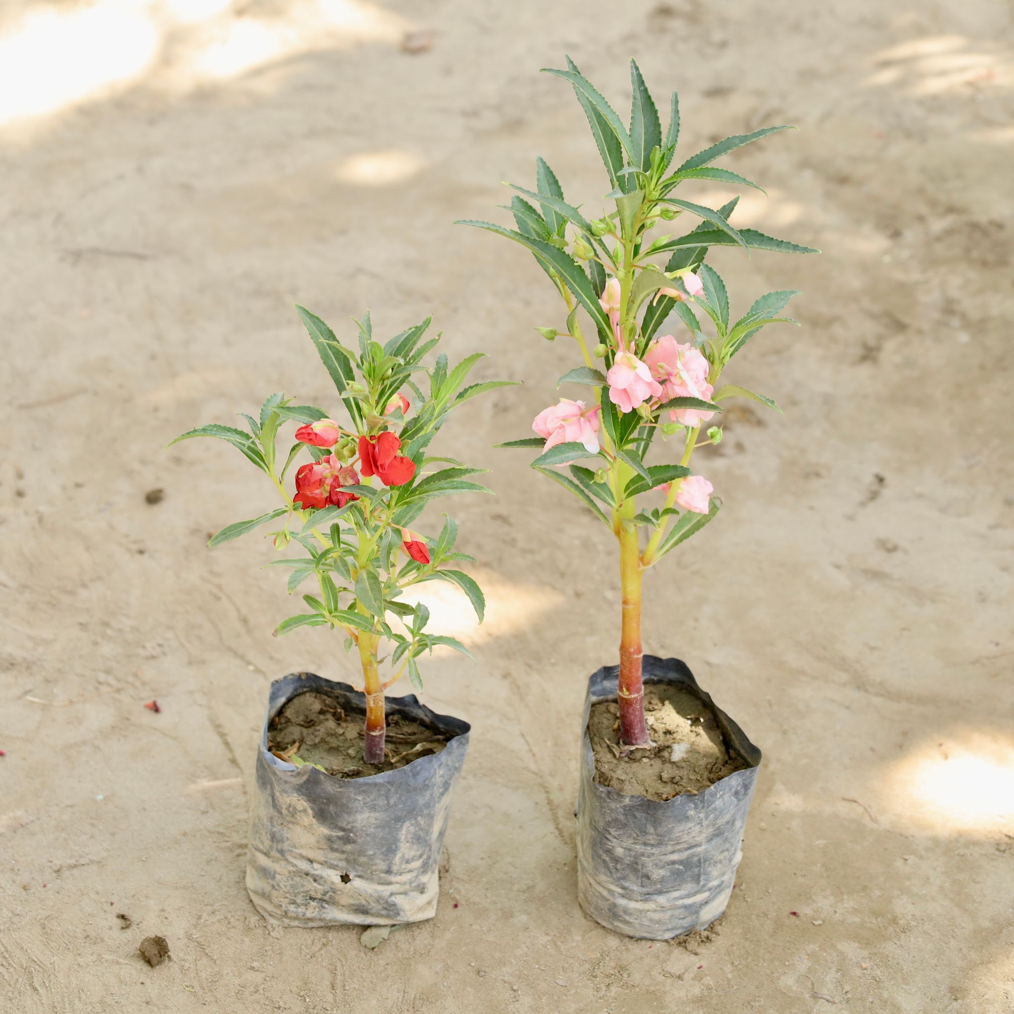 Set of 2 - Impatients Balsimina / Balsam (Any Colour) in 4 Inch Nursery bag