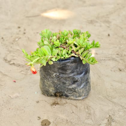 Buy Kulfa (Any Colour) in 4 Inch Nursery bag Online | Urvann.com