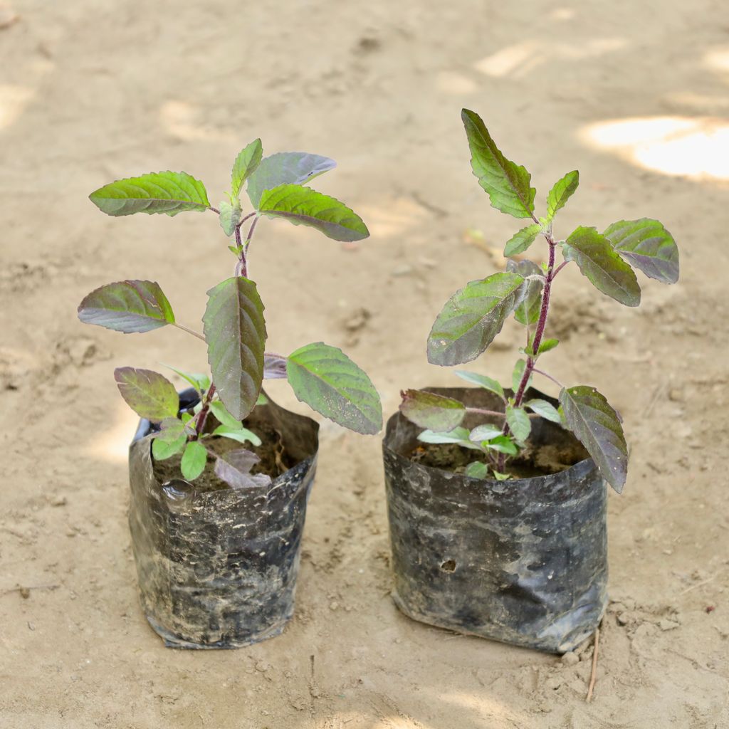 Buy Set of 2 - Shyama Tulsi (Any Colour) in 4 Inch Nursery bag Online | Urvann.com Set of 2 - Shyama Tulsi (Any Colour) in 4 Inch Nursery bag