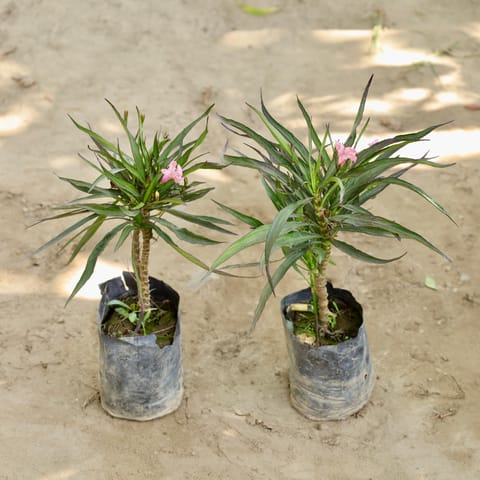 Set of 2 - Ruellia / Mexican Petunia (Any Colour) in 4 Inch Nursery bag