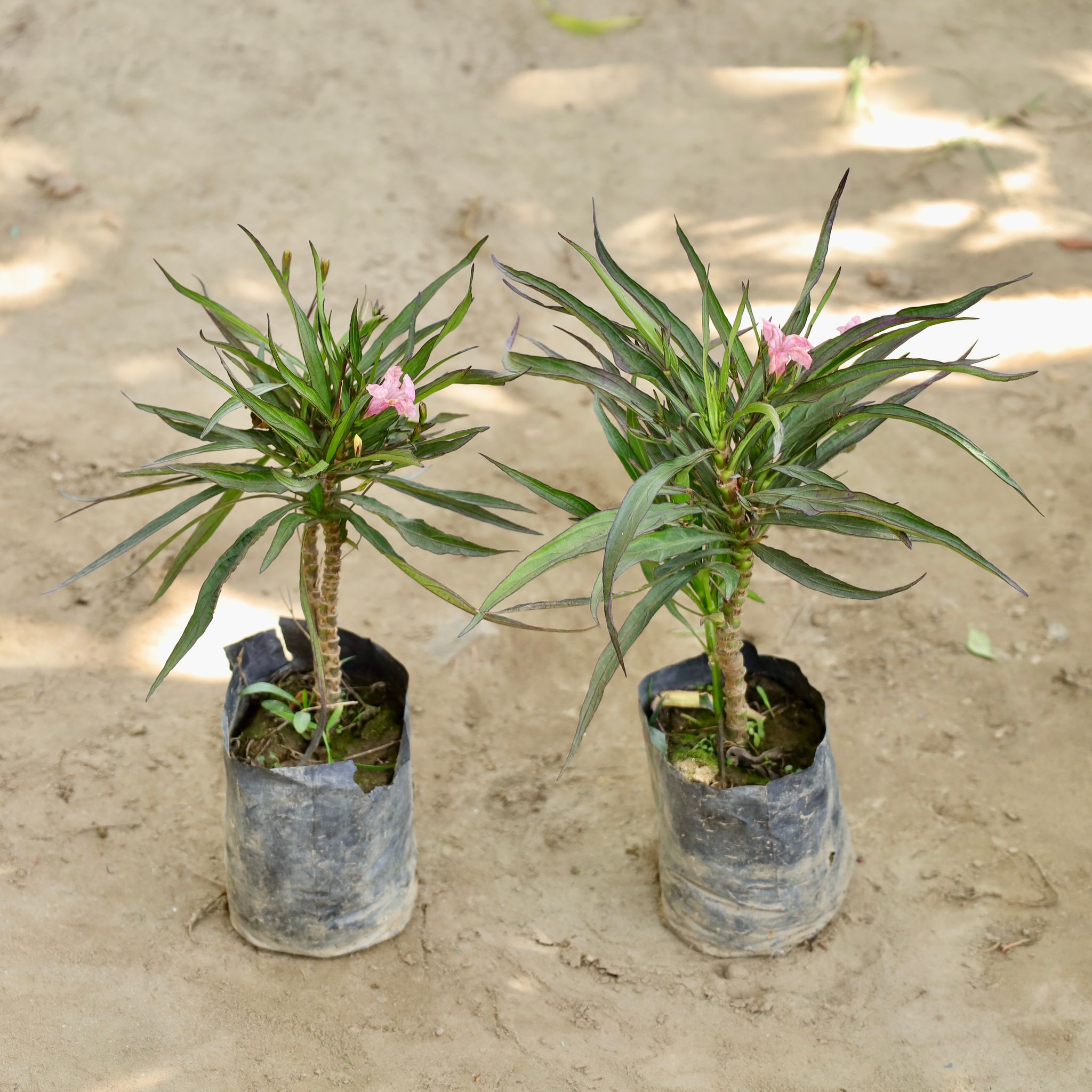 Set of 2 - Ruellia / Mexican Petunia (Any Colour) in 4 Inch Nursery bag