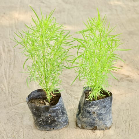 Set of 2 - Kochia (Any Colour) in 4 Inch Nursery bag