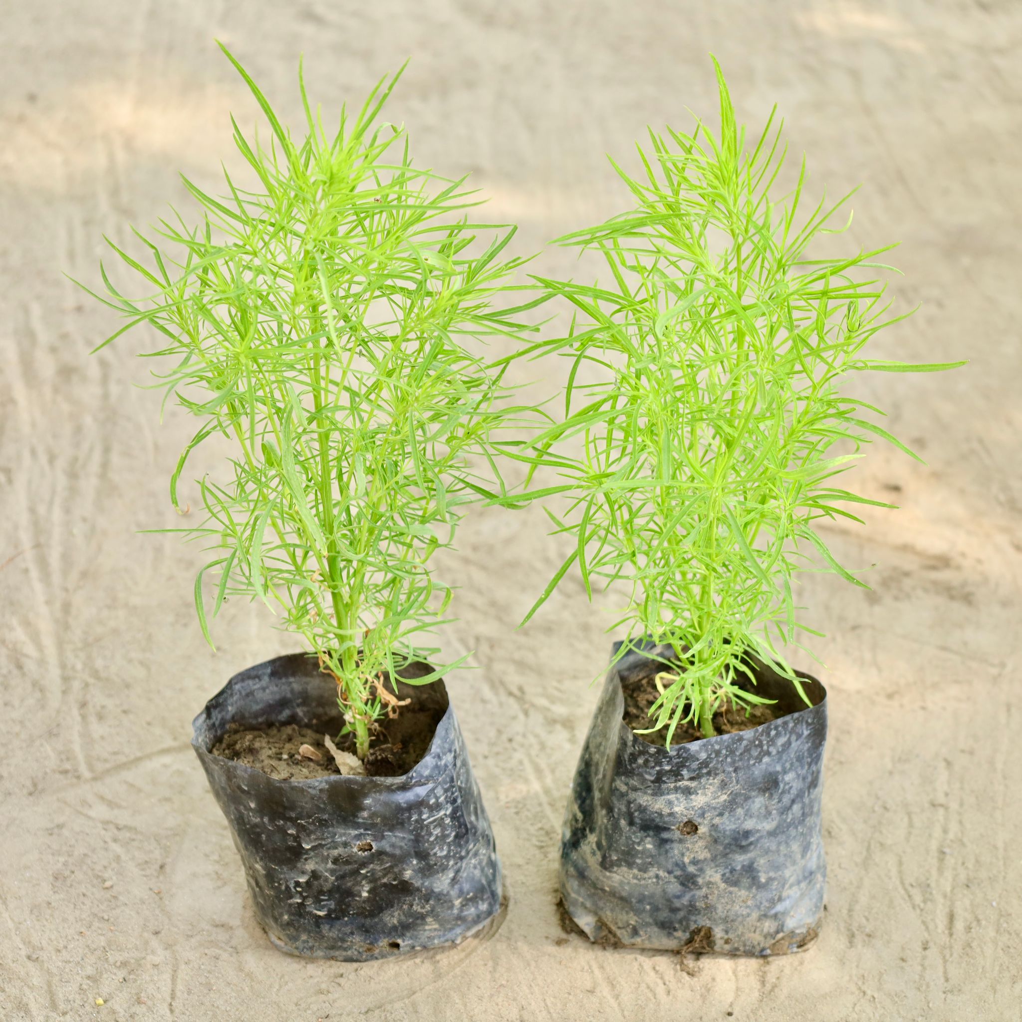 Set of 2 - Kochia (Any Colour) in 4 Inch Nursery bag