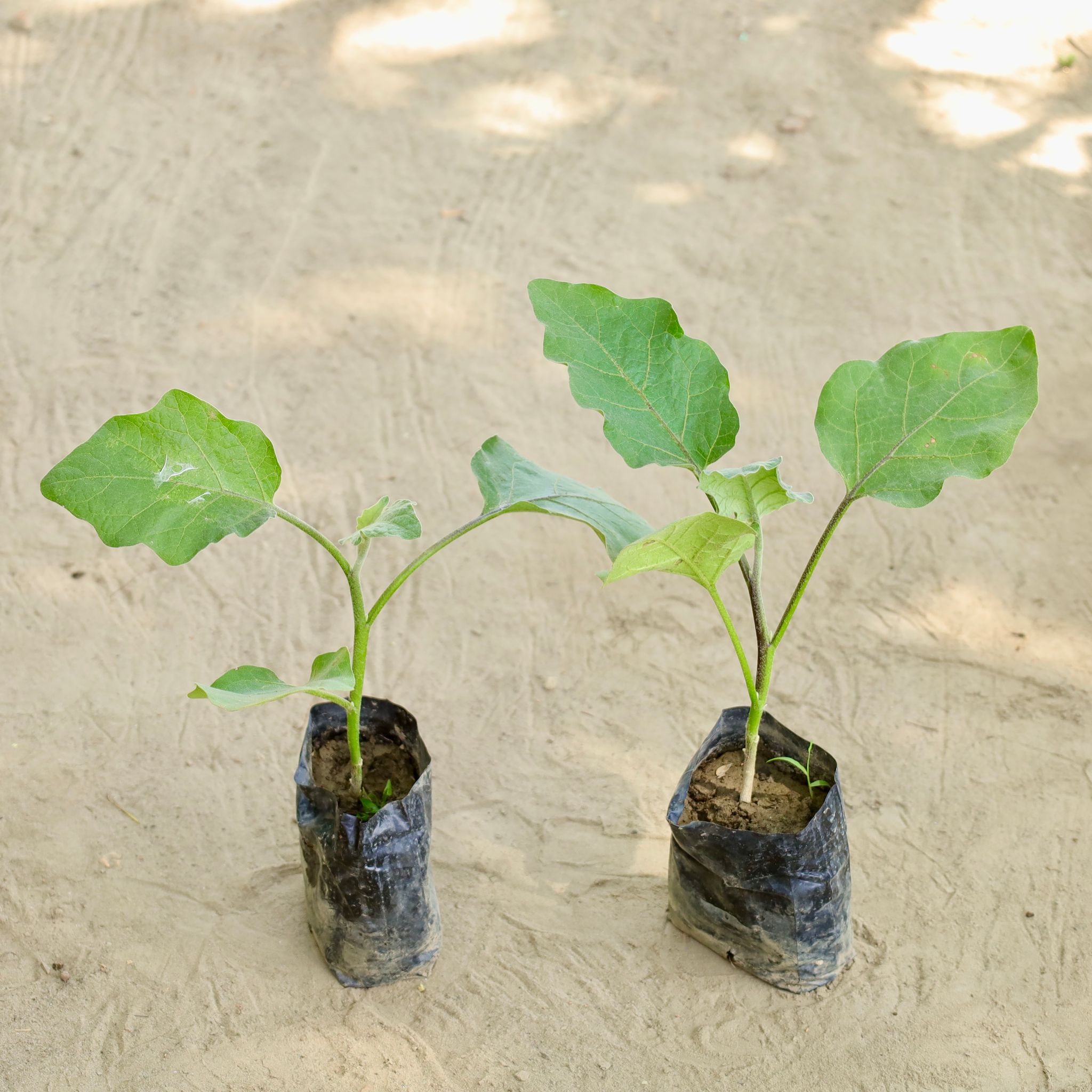 Set of 3 - Brinjal / Baigan in 4 Inch Nursery bag