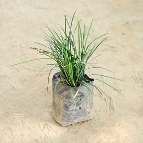 Black Grass in 4 Inch Nursery bag