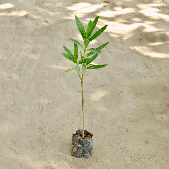Kaner / Oleander (Any Colour) in 4 Inch Nursery bag