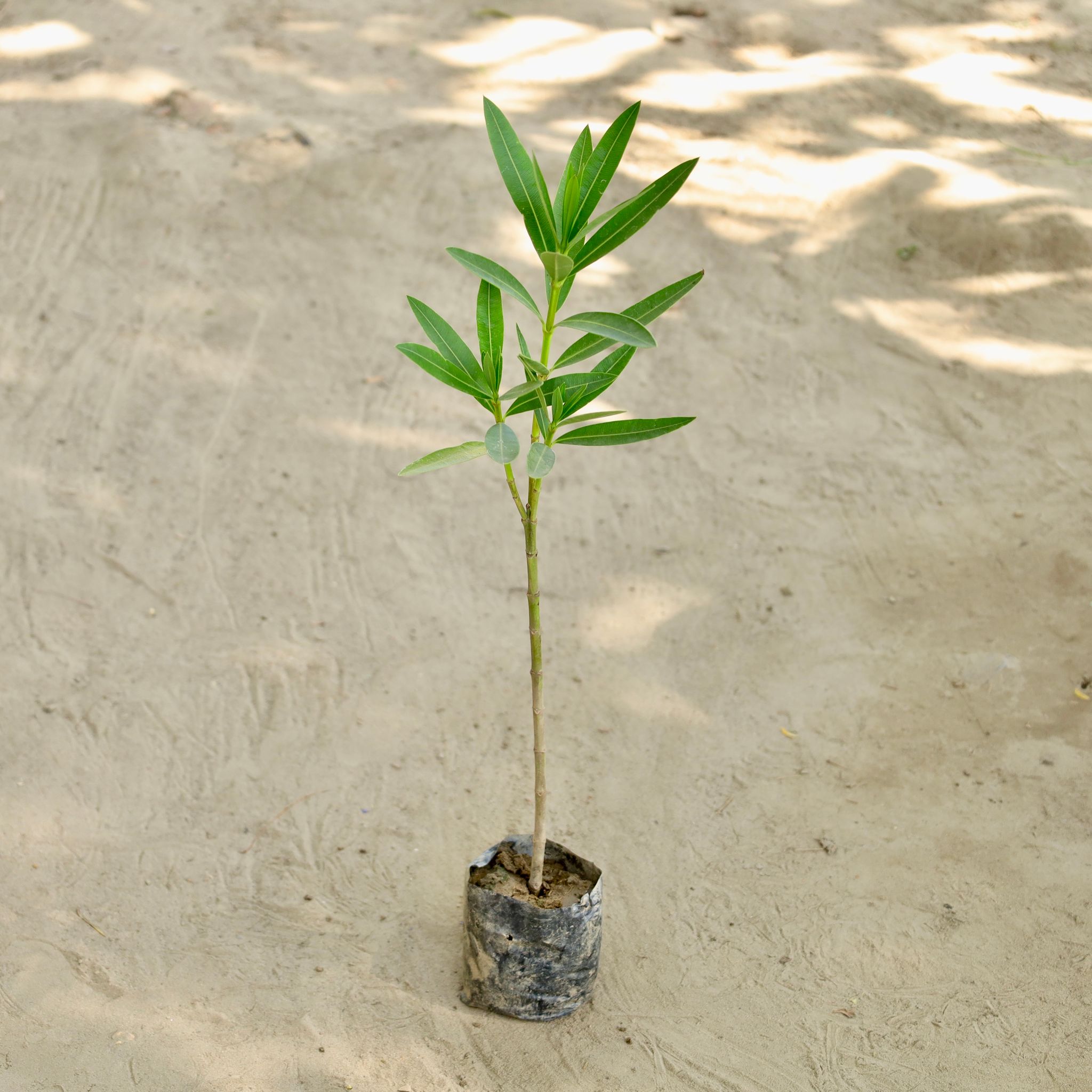 Kaner / Oleander (Any Colour) in 4 Inch Nursery bag