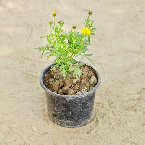 Cosmos (Any Colour) in 6 Inch Nursery Pot