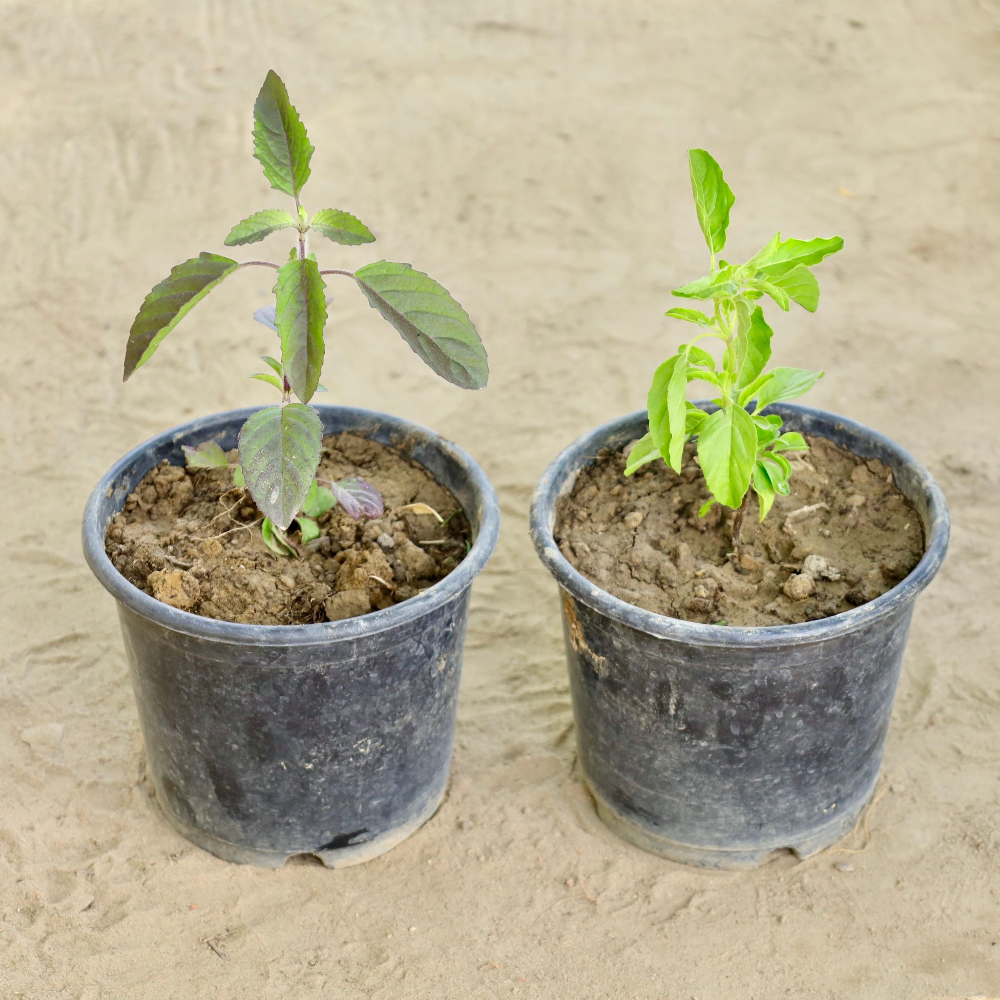 Set of 2 - Ramatulsi & Shyama Tulsi in 6 Inch Nursery Pot