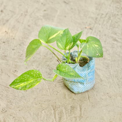 Buy Money Plant N'Joy in 4 Inch Nursery bag Online | Urvann.com
