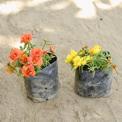 Set of 2 - Portulaca (Any Colour) in 4 Inch Nursery bag