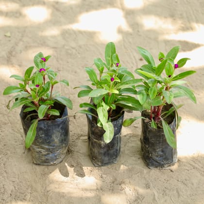 Buy Set of 3 - Gomphrena (Any Colour) in 4 Inch Nursery bag Online | Urvann.com