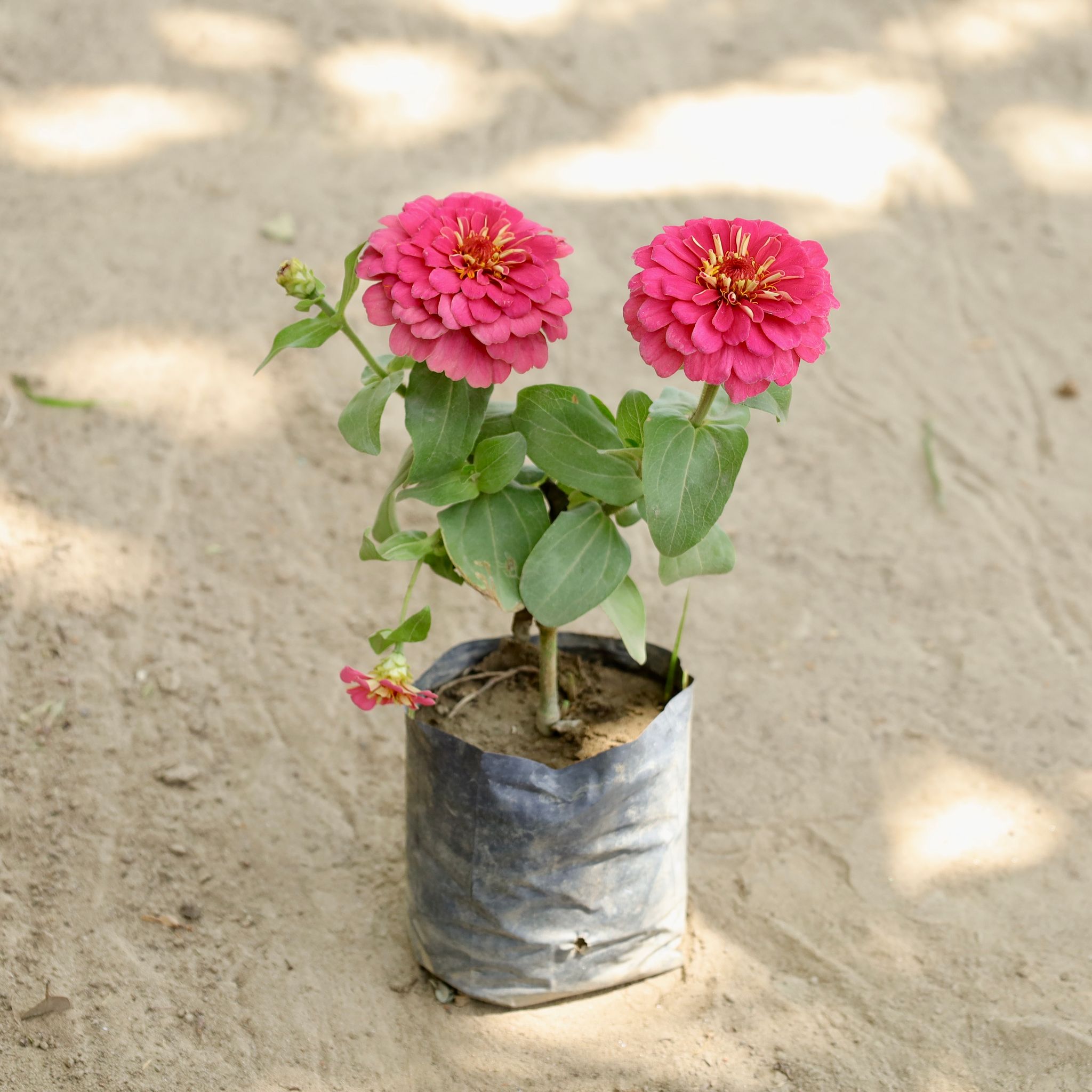 Zinnia (Any Colour) in 4 Inch Nursery bag