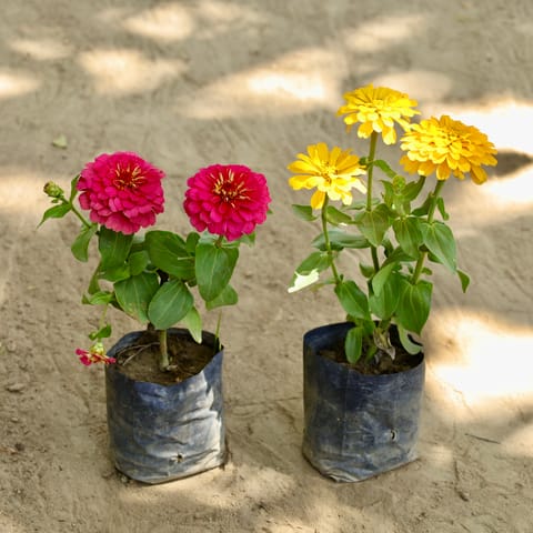 Set of 2 - Zinnia (Any Colour) in 4 Inch Nursery bag