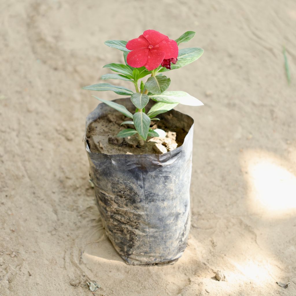 Buy Periwinkle / Sadabahar / Vinca (Any Colour) in 4 Inch Nursery bag Online | Urvann.com Periwinkle / Sadabahar / Vinca (Any Colour) in 4 Inch Nursery bag