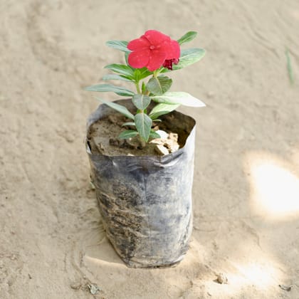 Buy Periwinkle / Sadabahar / Vinca (Any Colour) in 4 Inch Nursery bag Online | Urvann.com
