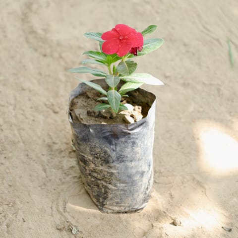 Periwinkle / Sadabahar / Vinca (Any Colour) in 4 Inch Nursery bag