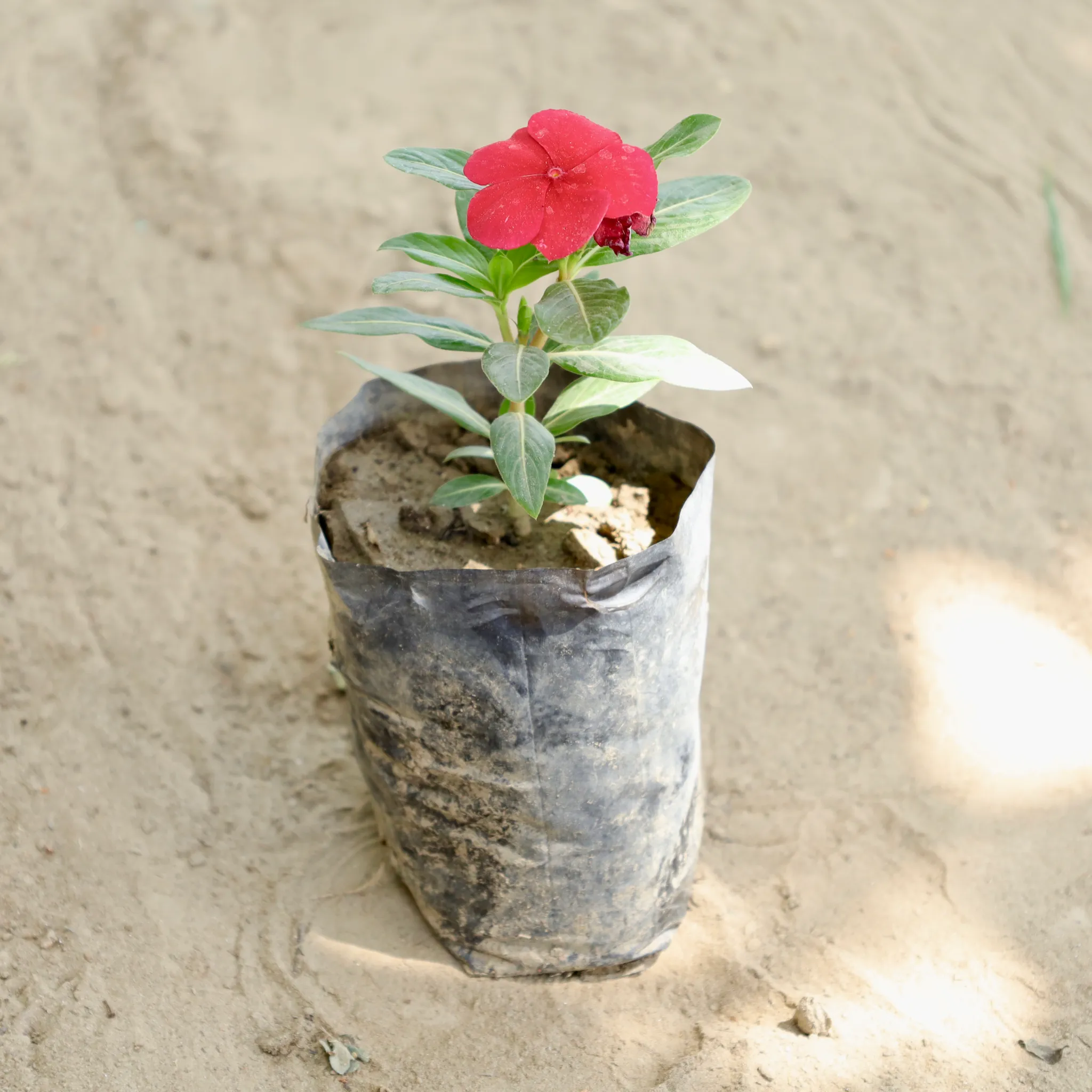 Periwinkle / Sadabahar / Vinca (Any Colour) in 4 Inch Nursery bag